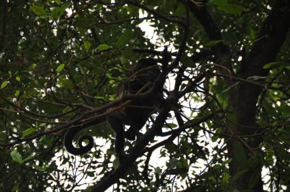 Macacos são comumente avistados nas estradas da Isla Ometepe, no lago Nicarágua, sul do país